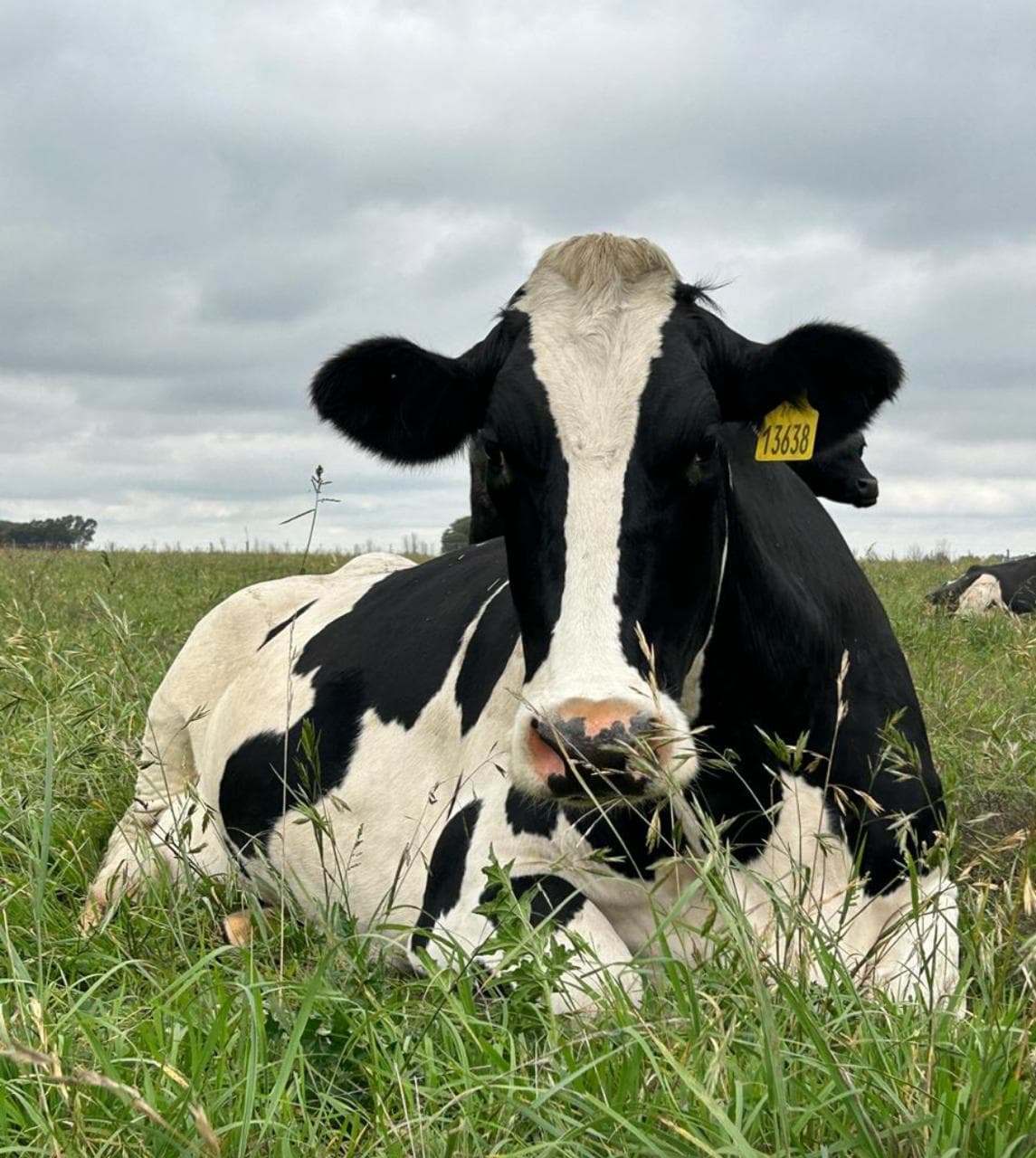 Las vacas en el campo